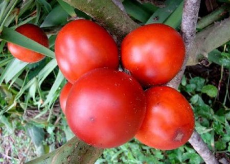 کوکونا - معرفی درختان میوه